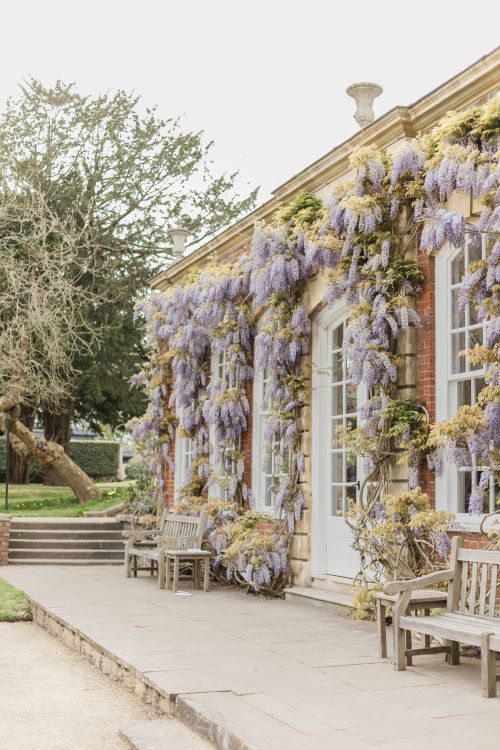 Wisteria covers the front of the Orangery at Goldney House
